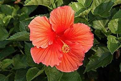 《阴阳师：妖怪小班》今日开园！快来KK对战平台整点妖鹅子~